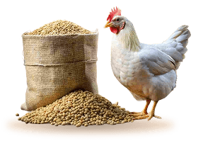 Hen